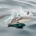 Scottish Researchers Detect Signs of Alzheimer’s Disease In Wild Dolphins